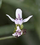 American waterwillow